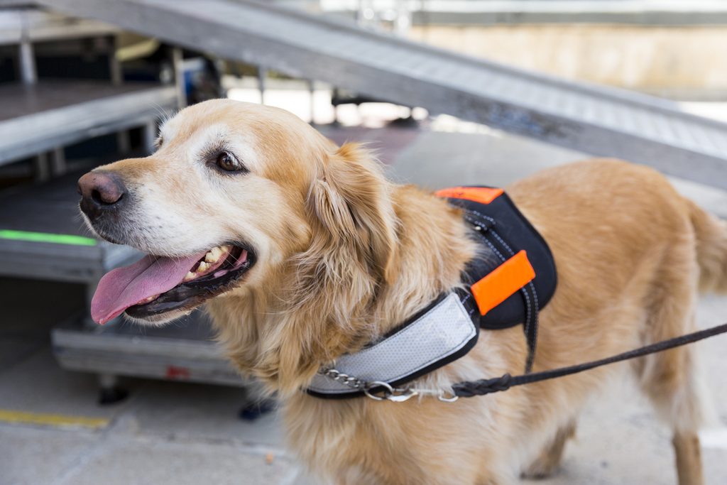 An assistance guide dog is training